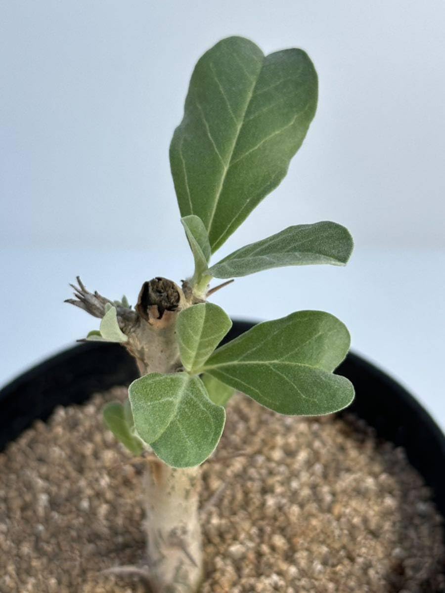 Amazon.co.jp: Sesamothamnus lugardii セサモタムナス